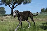 GREYHOUND 098
